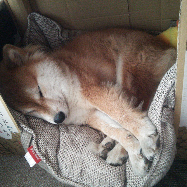 爱游戏官网-当红牛无情碾压雷诺，勒克莱尔却点燃了整个赛场