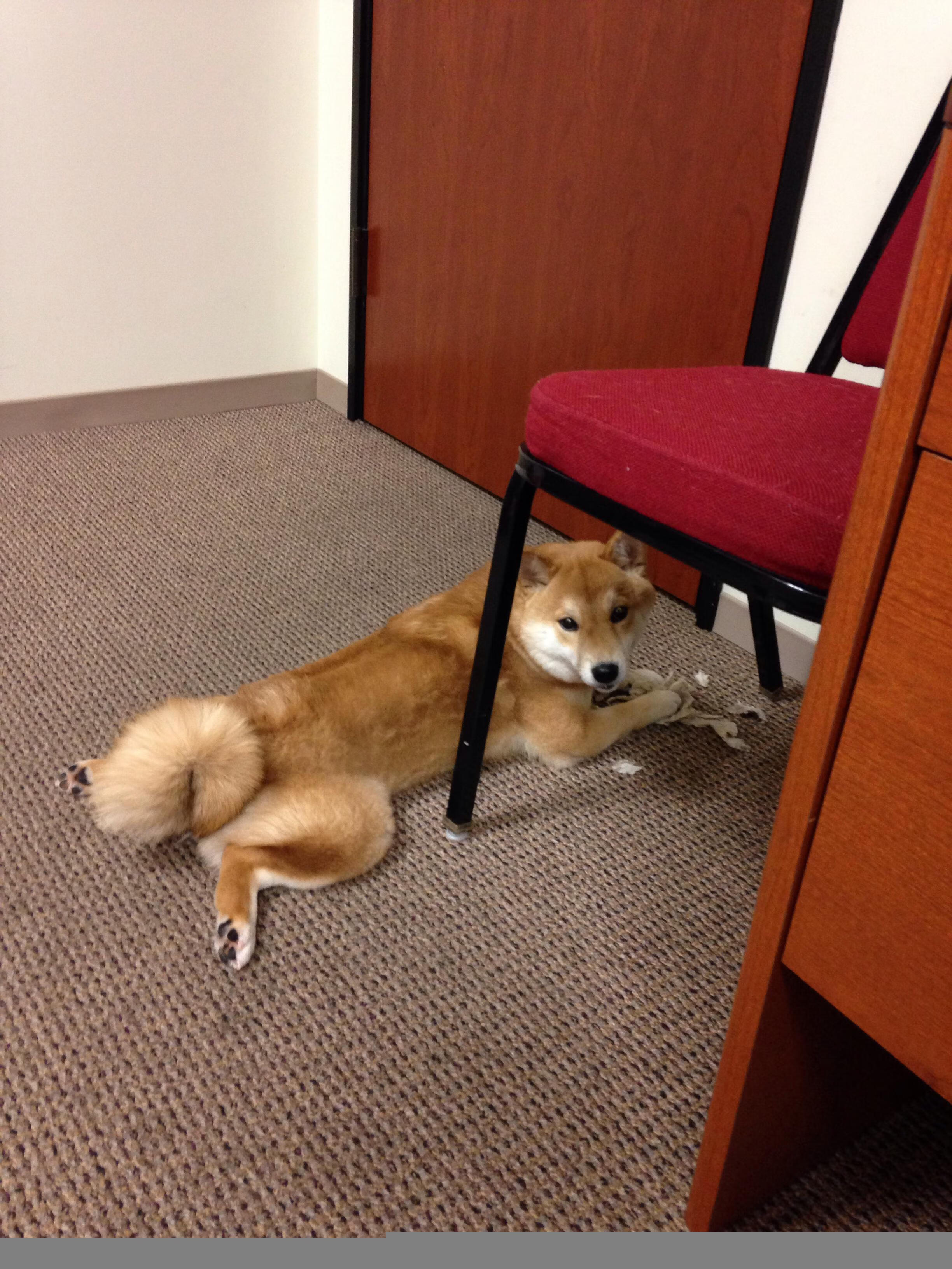 爱游戏官网-逆转火焰，德约科维奇如何将墨尔本的硬地，点燃成温布利式的信仰之战