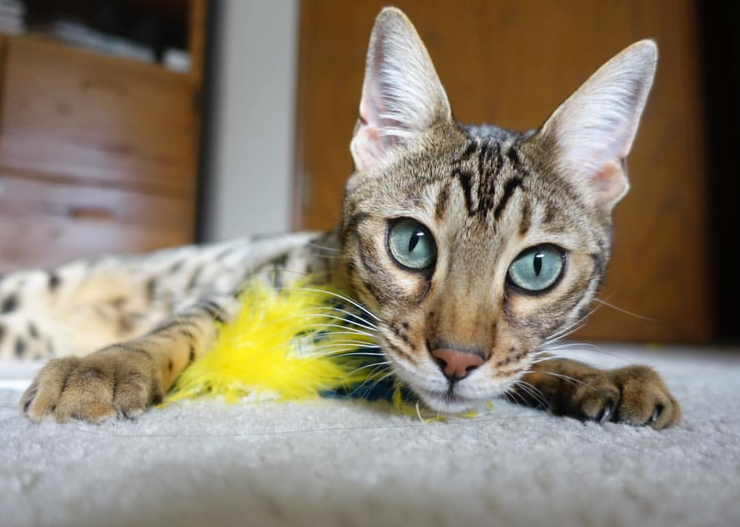 劳塔罗正名之战，意甲焦点夜，他用进球回击质疑