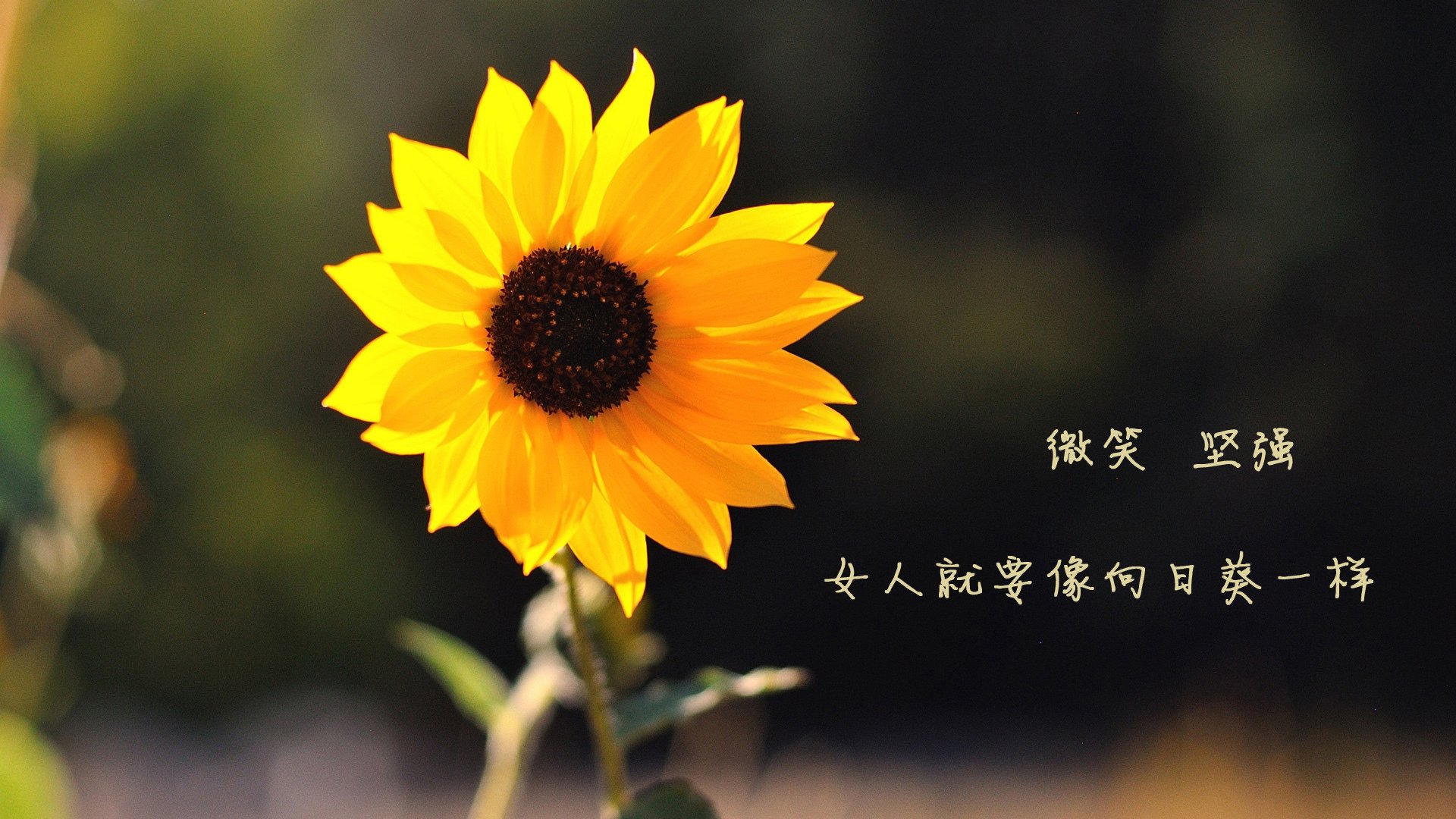 时空错位的绿茵传奇，当玻利维亚绝杀土耳其，厄德高如何成为高原英雄？