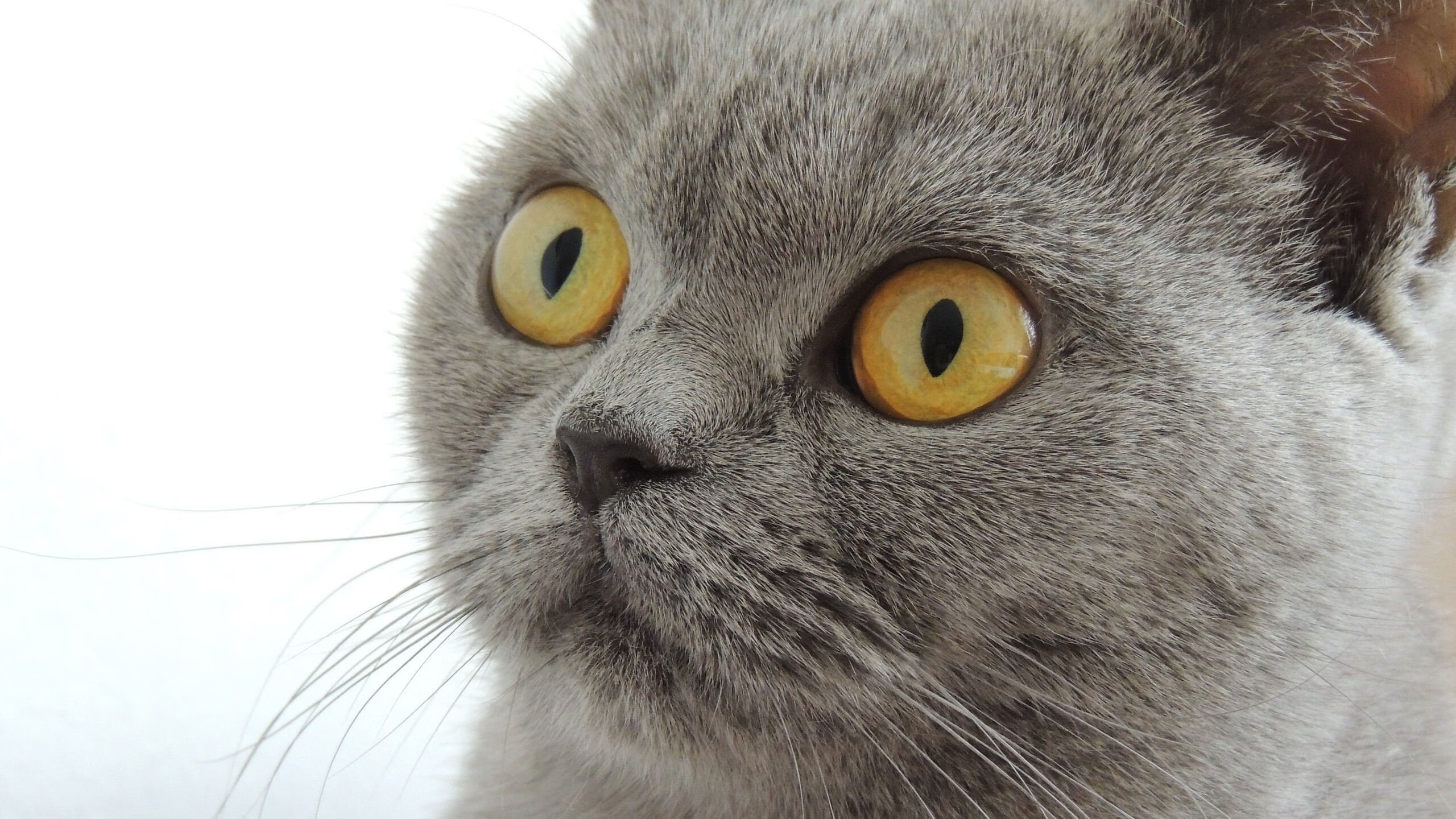 爱游戏入口-从慕尼黑冷雨到世界杯炙阳，阿克如何用拜仁法则逆天改命