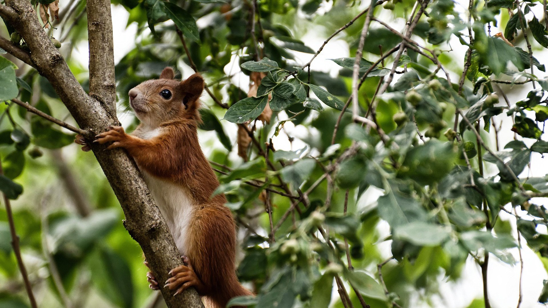 爱游戏大厅-1.加勒比海啸席卷亚平宁，牙买加闪电斩落佛罗伦萨，阿克化身关键先生