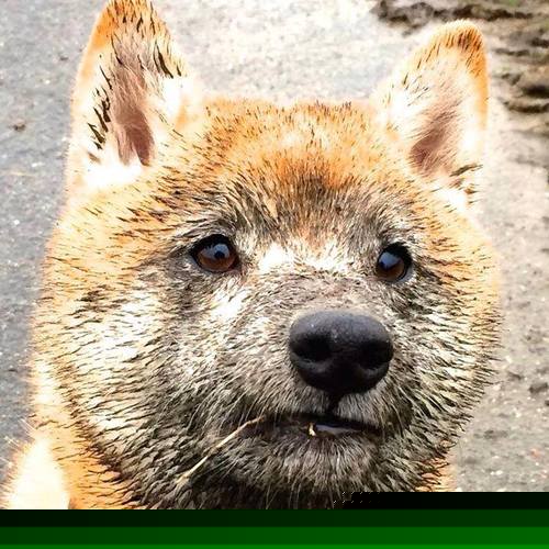 另类播报，当乌拉圭对阵沙特，若日尼奥统治了全场