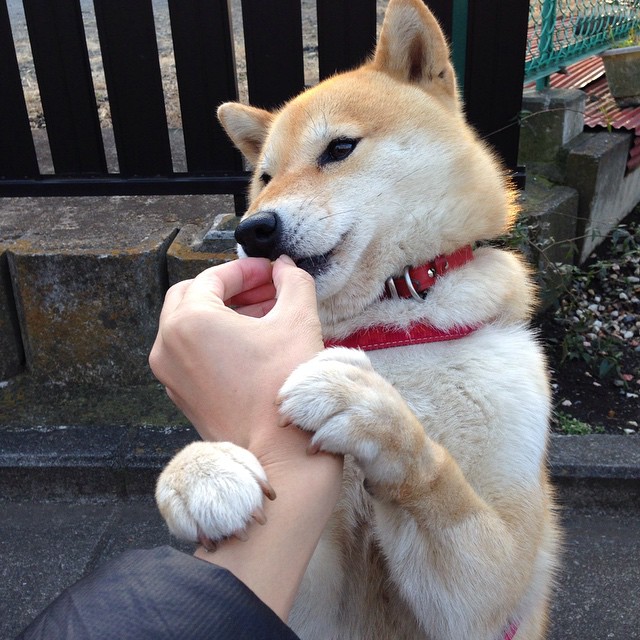 爱游戏官方入口-绿茵的战术博弈与硬木的意志对决，唯一性的较量