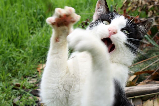 爱游戏在线-魔术师与巨人的博弈，德甲争冠夜，保罗的一人之力