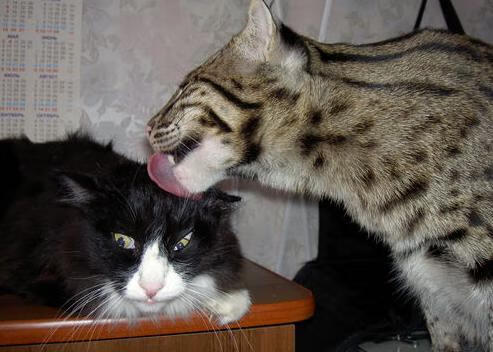 红色魅影与午夜王者，马丁内利如何用策略刀锋切开F1街道赛之夜