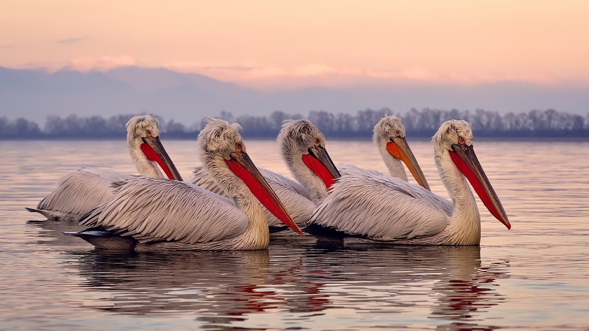 爱游戏在线-奇才东契奇化身关键先生，吉林队惊险取胜背后有乾坤