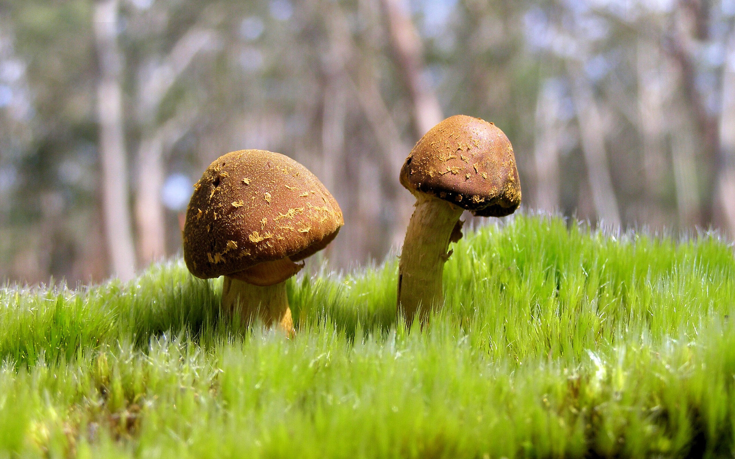 从无名之辈到关键先生,班凯罗60分钟封神,拯救美国篮球之夜