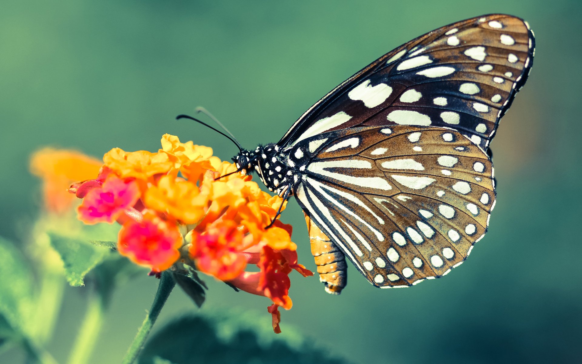 冰与火的对决,哈兰德致命一击,欧冠之巅的寂静与轰鸣