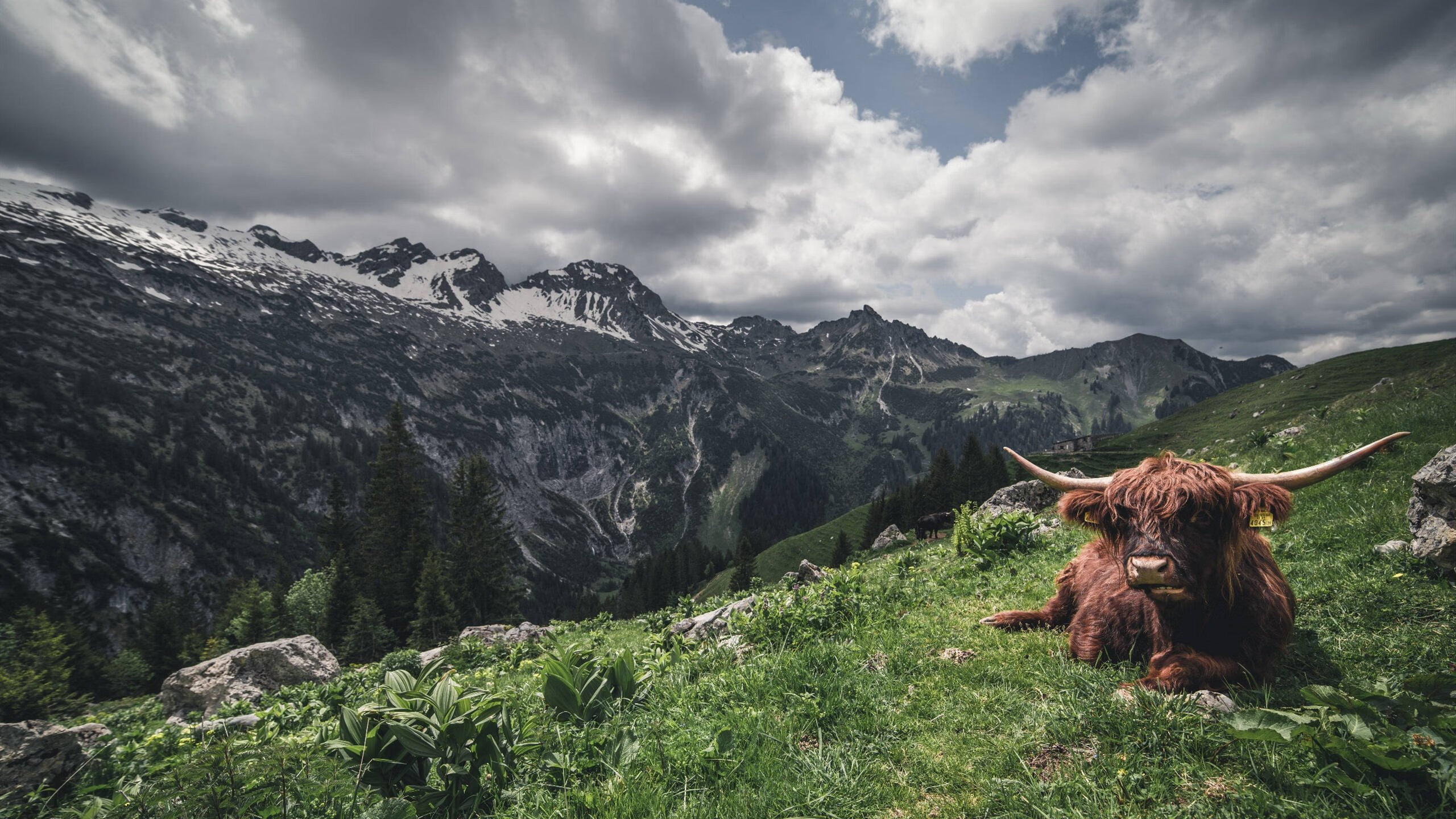 金玟哉统治全场，佛罗伦萨踏平葡萄牙，欧战舞台的霸权宣言