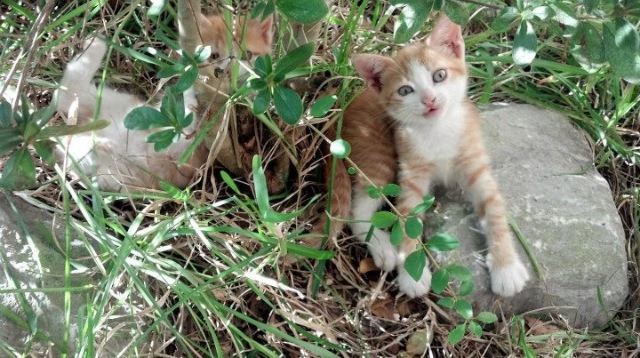 爱游戏体育-钢铁森林的无声狩猎，新疆队力克骑士，爱德华兹防守端锁死对手