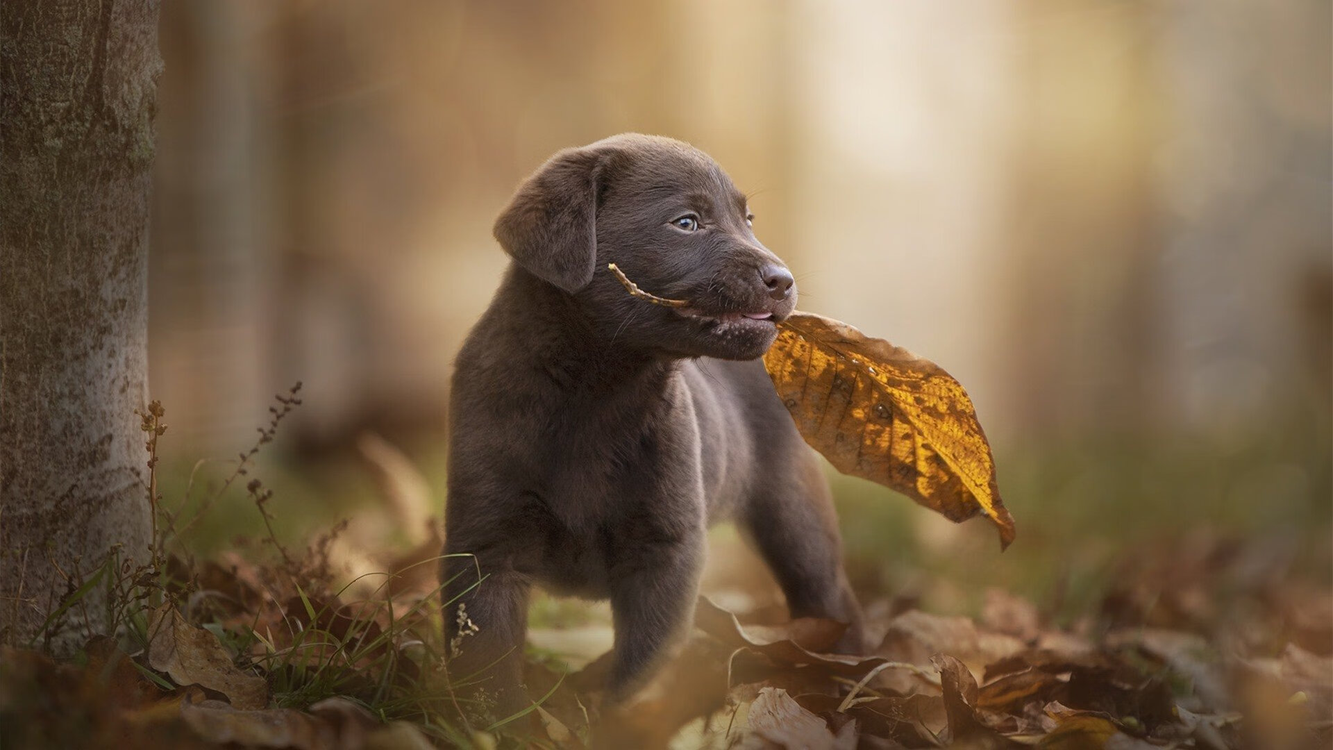 撕裂之熊，王冠落地，塔图姆关键先生本色演绎