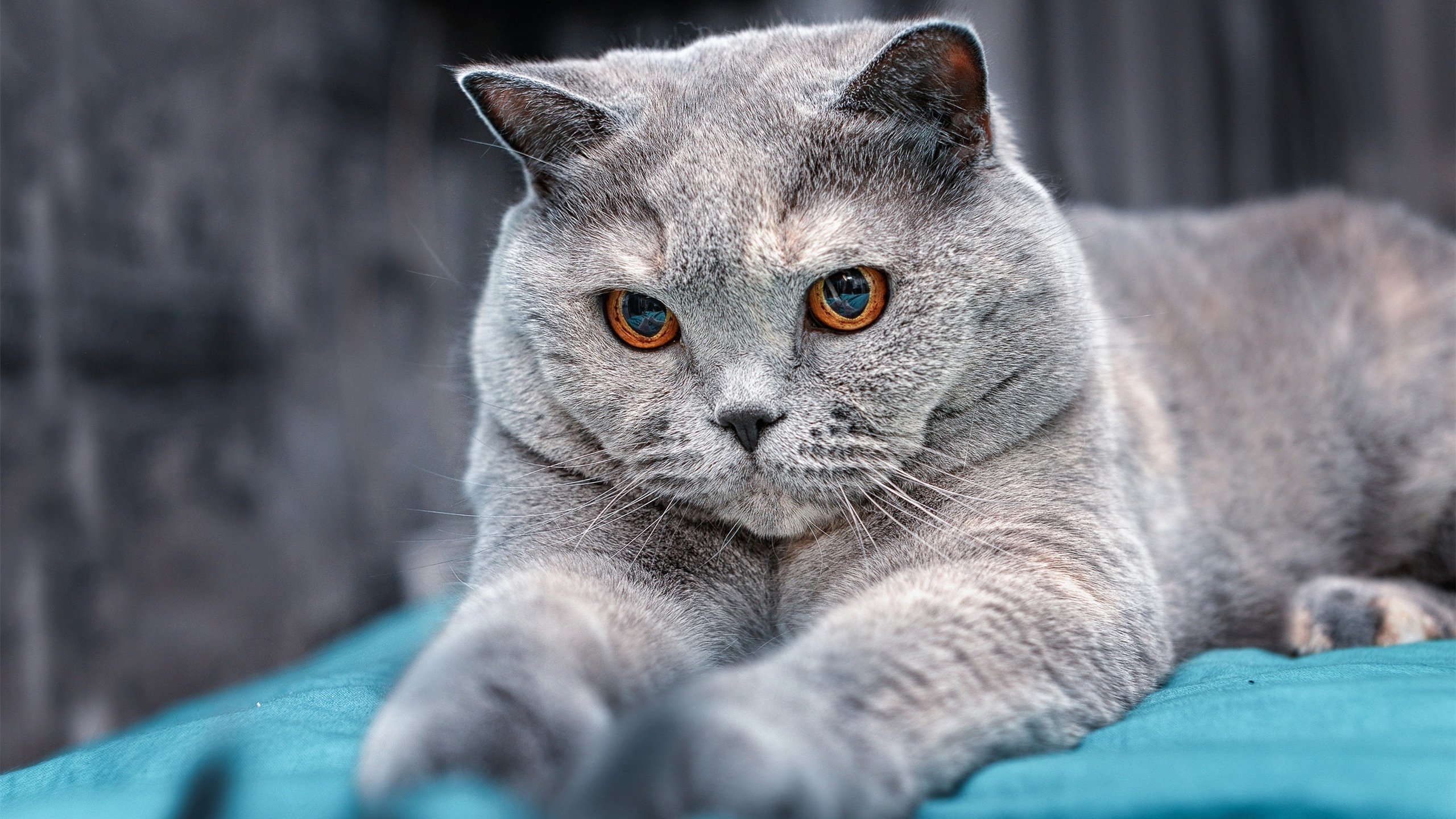 稳操胜券，锋从磨砺出