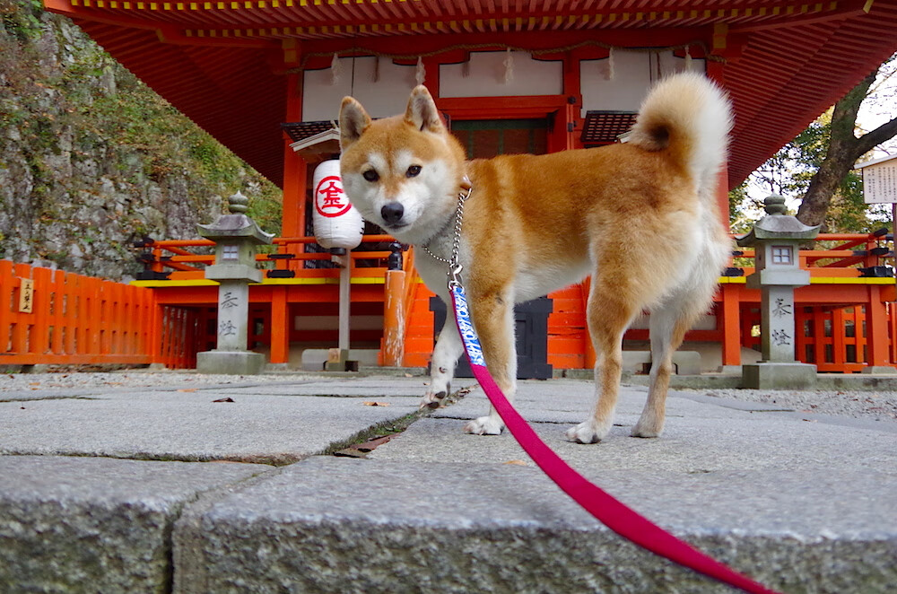 时速之光,莫德里奇魔术笔绘就马竞闪电征服爱尔兰之夜